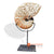 KNT033 NATURAL LARGE CARVED SHELL ON STAND DECORATION