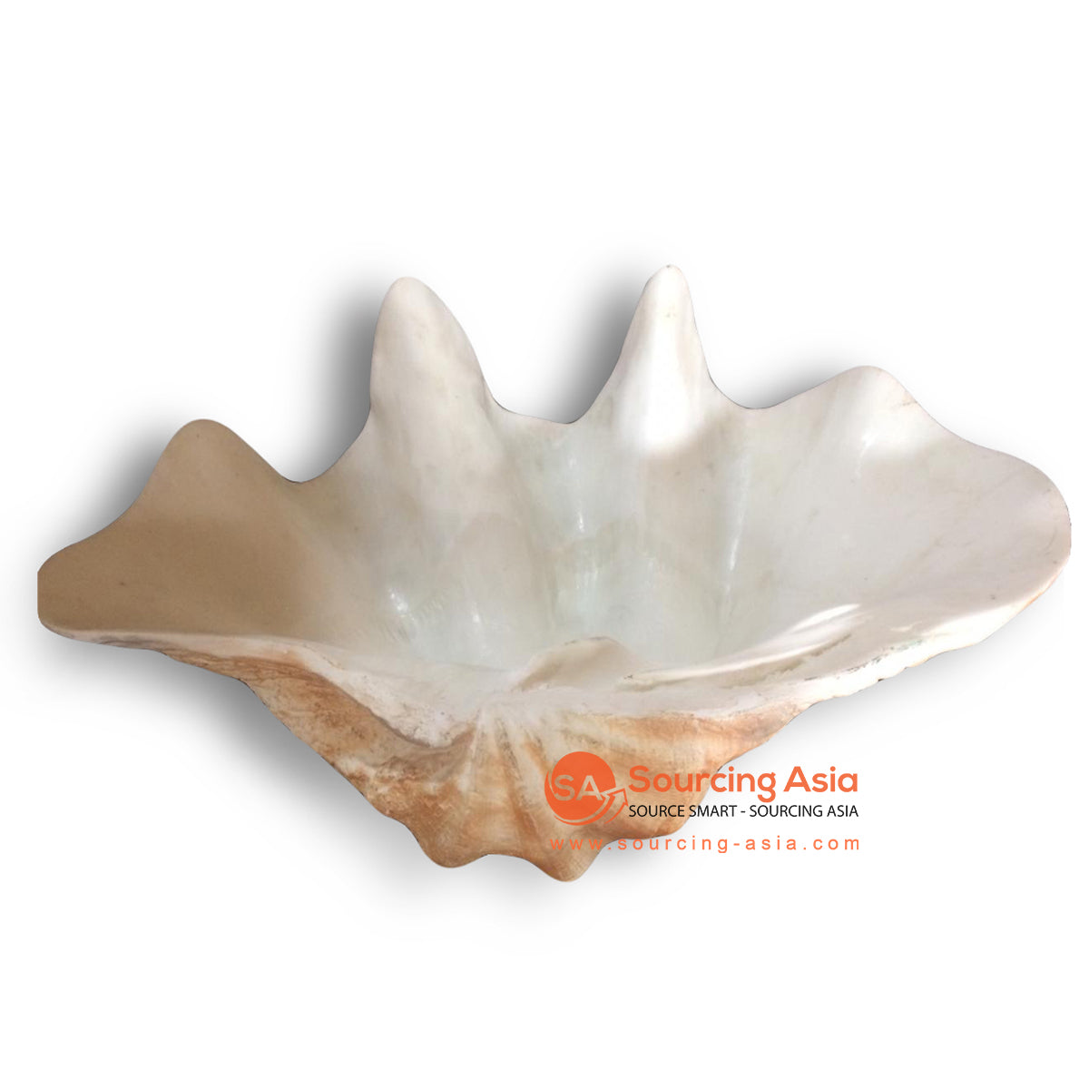 NST015L LARGE CLAM SHELL KIMA DECORATION